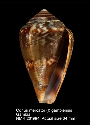 Conus mercator (f) gambiensis.jpg - Conus mercator (f) gambiensis (Petuch & Berschauer,2018) 